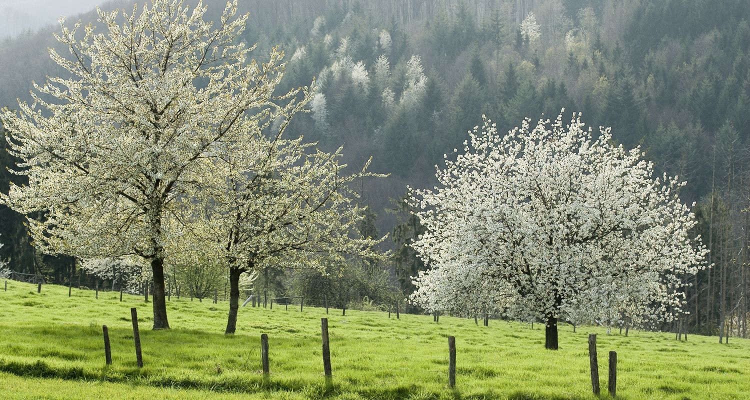 Obstgarten in blumen