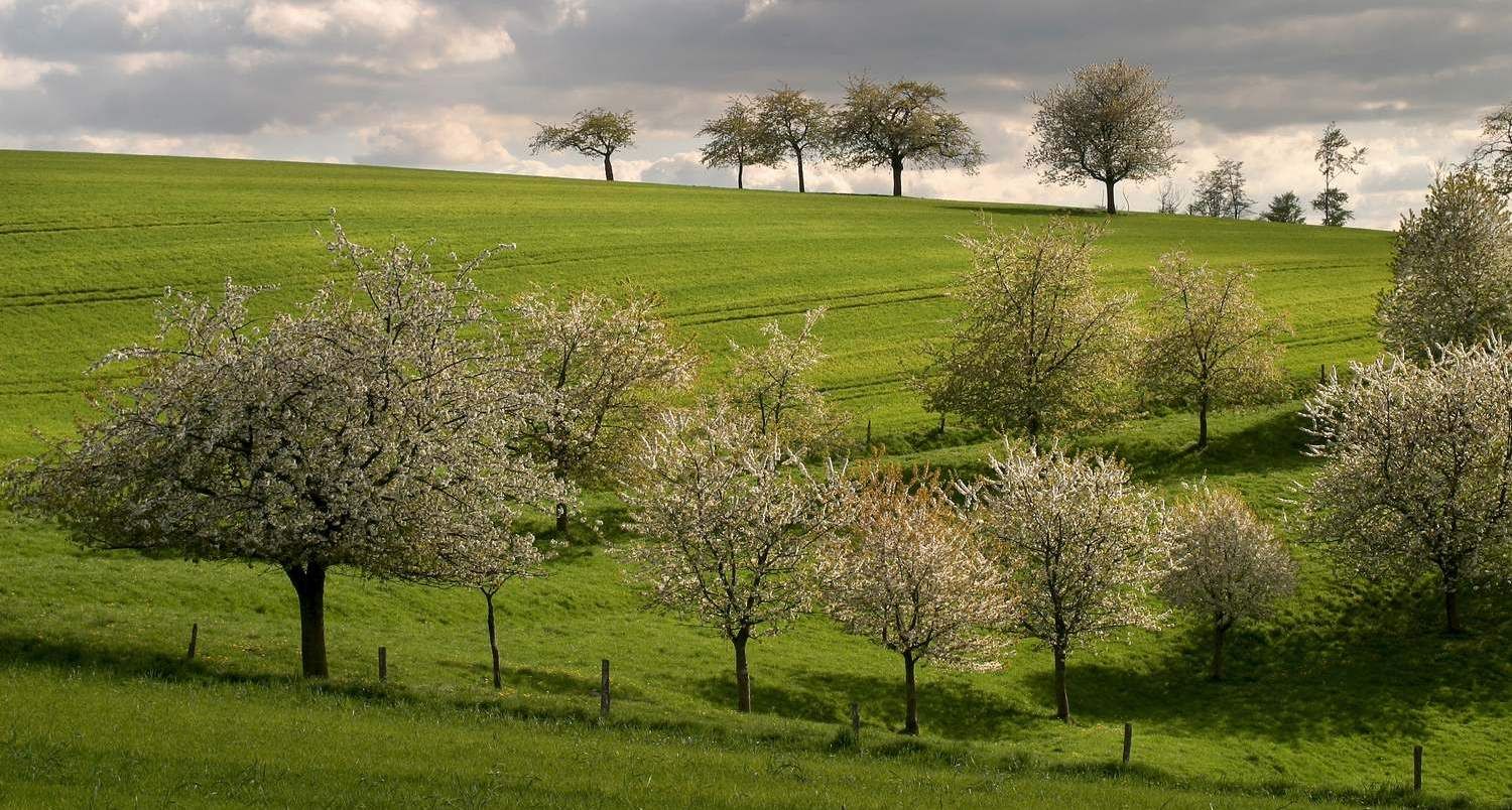 Les Vosges moyennes